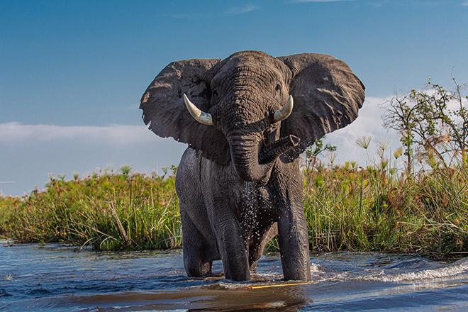 elephant in the water