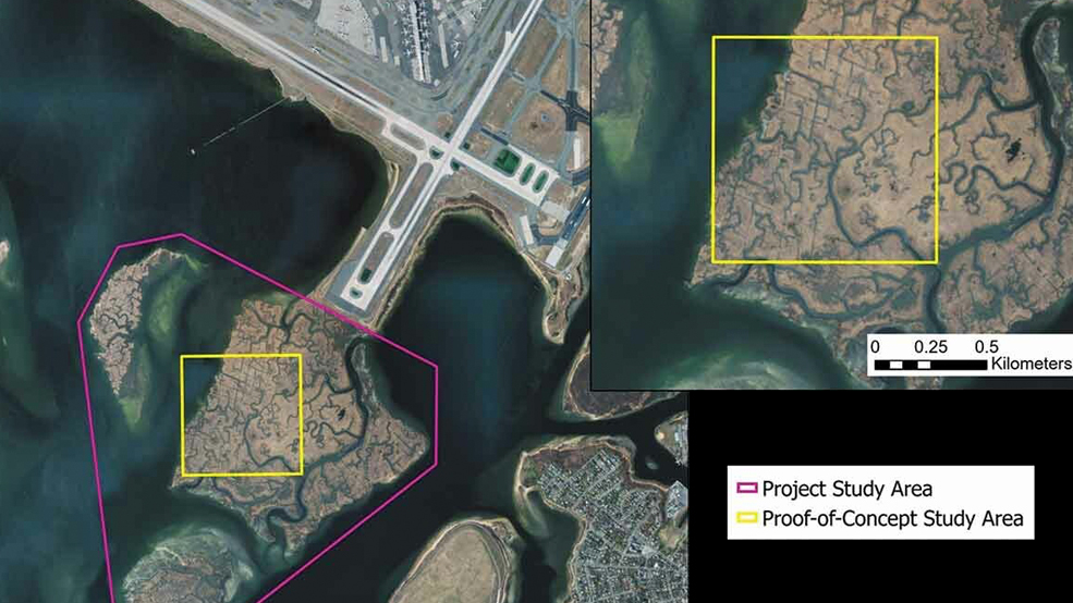 airport and location of gull nests